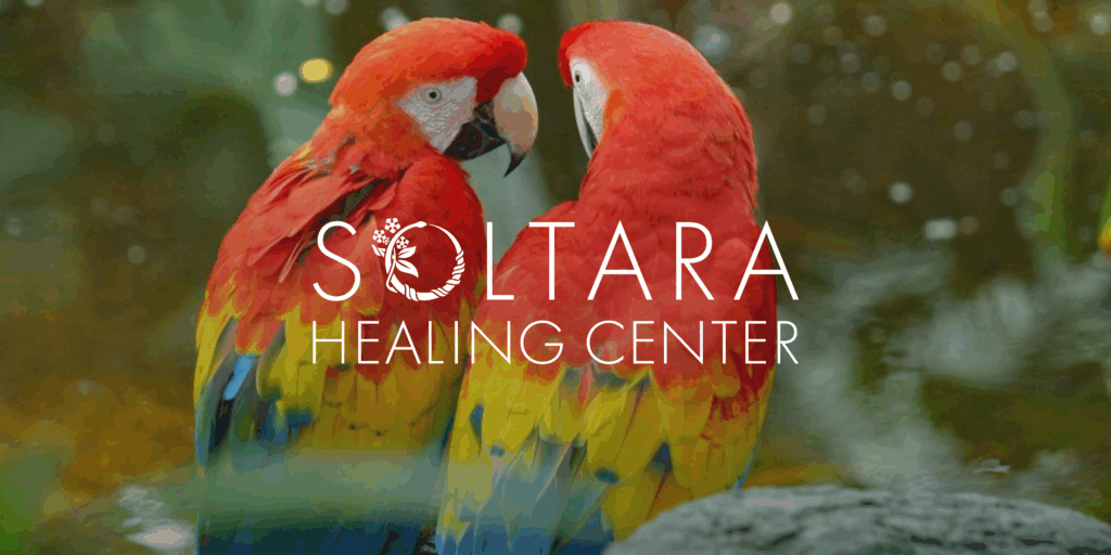Scarlet Macaws