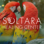 Scarlet Macaws